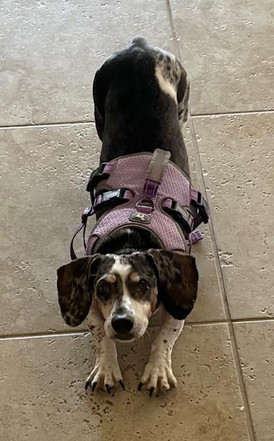 Daisy, an adopted Dachshund (Miniature Long Haired) in Sarasota, FL image 5/5