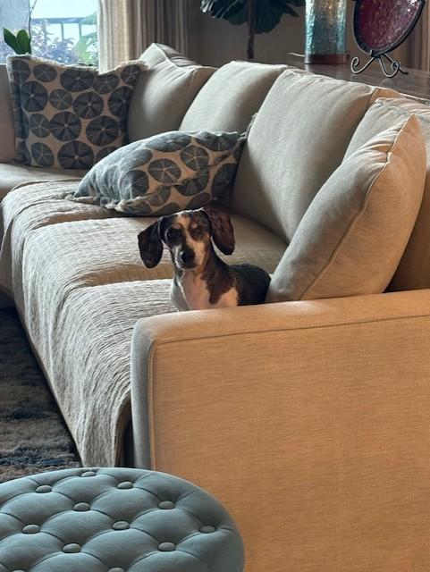 Daisy, an adopted Dachshund (Miniature Long Haired) in Sarasota, FL image 4/5