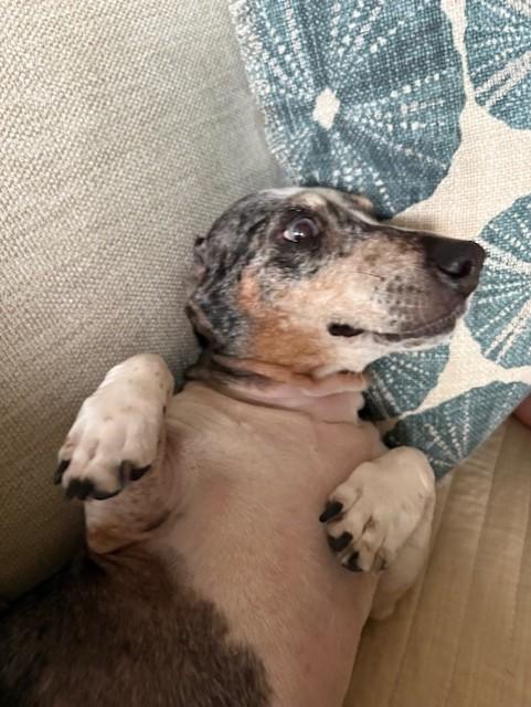 Daisy, an adopted Dachshund (Miniature Long Haired) in Sarasota, FL image 3/5
