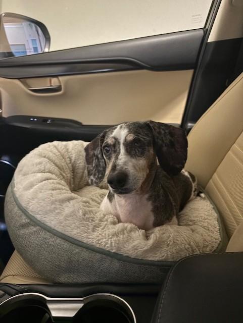 Daisy, an adopted Dachshund (Miniature Long Haired) in Sarasota, FL image 2/5