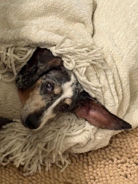 Daisy, adopted, Adult Female Dachshund (Miniature Long Haired).