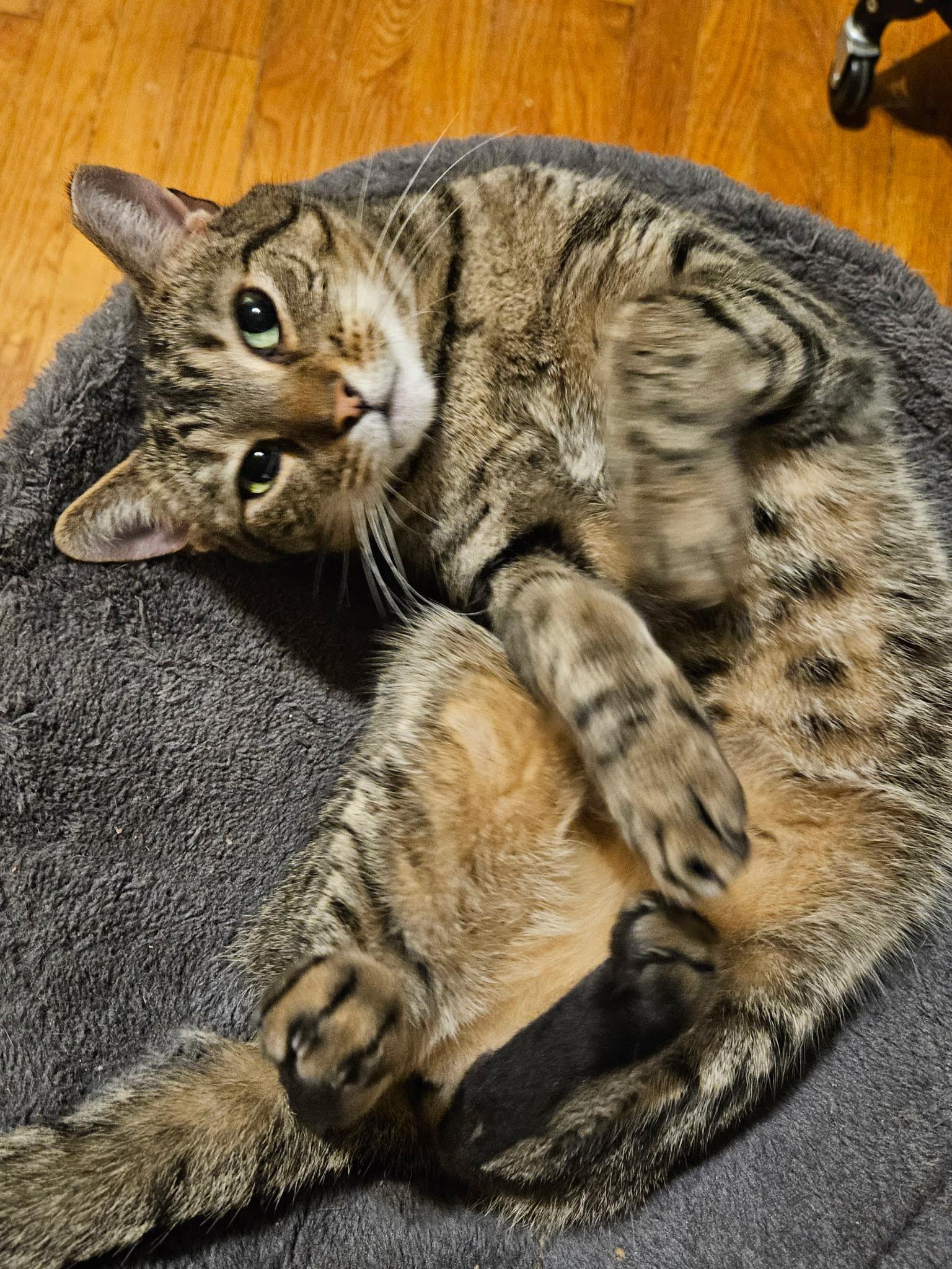 VIOLET N. - Sweet with a Sassy Spark, a Adoptable Domestic Short Hair in New York, NY image 1/4