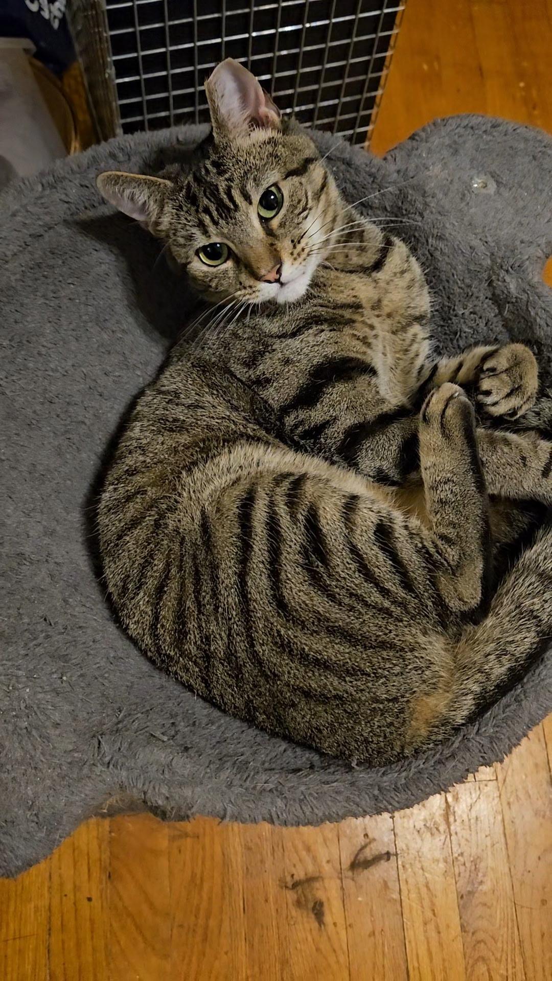 VIOLET N. - Sweet with a Sassy Spark, a Adoptable Domestic Short Hair in New York, NY image 2/4