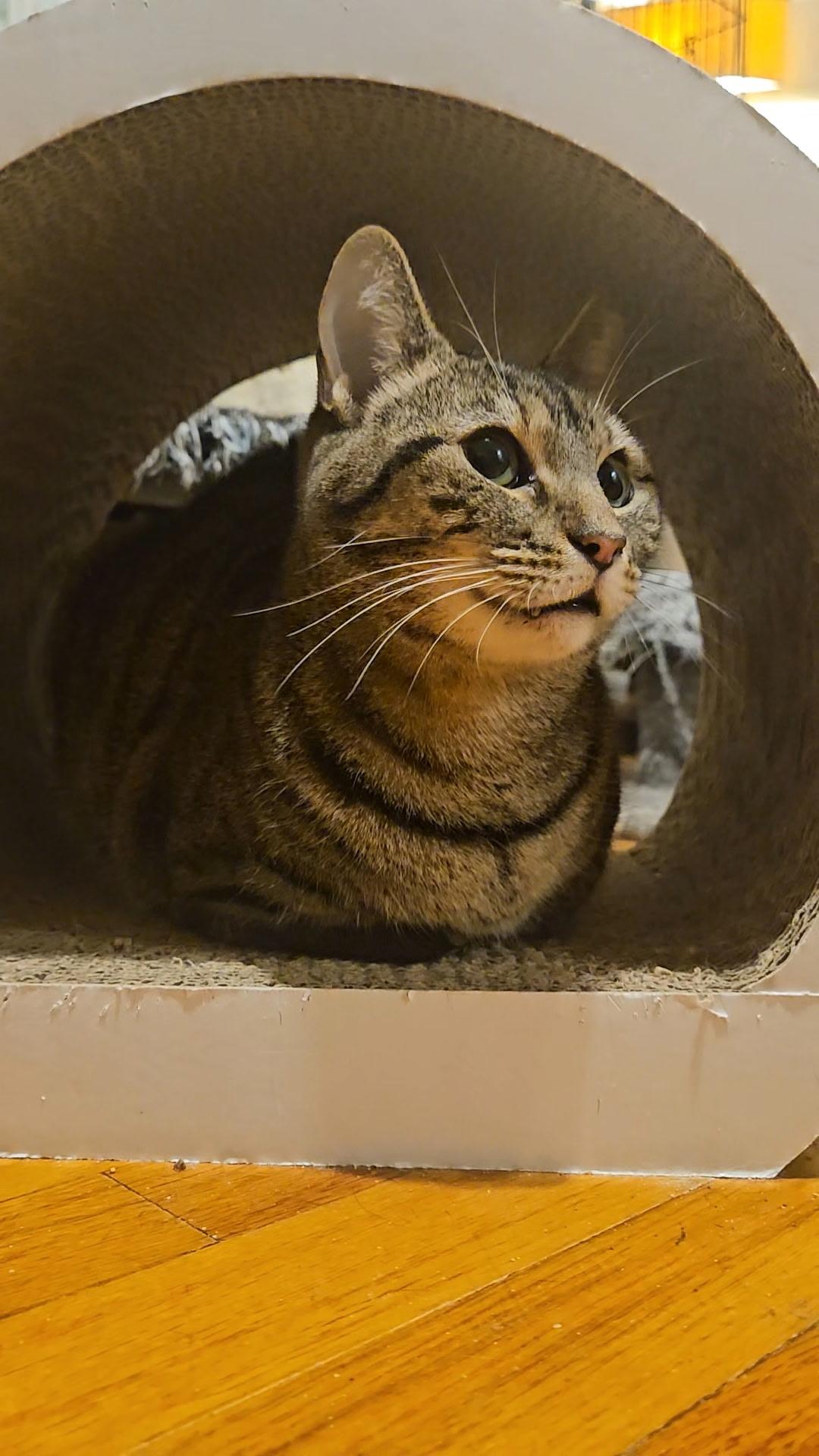 VIOLET N. - Sweet with a Sassy Spark, a Adoptable Domestic Short Hair in New York, NY image 4/4