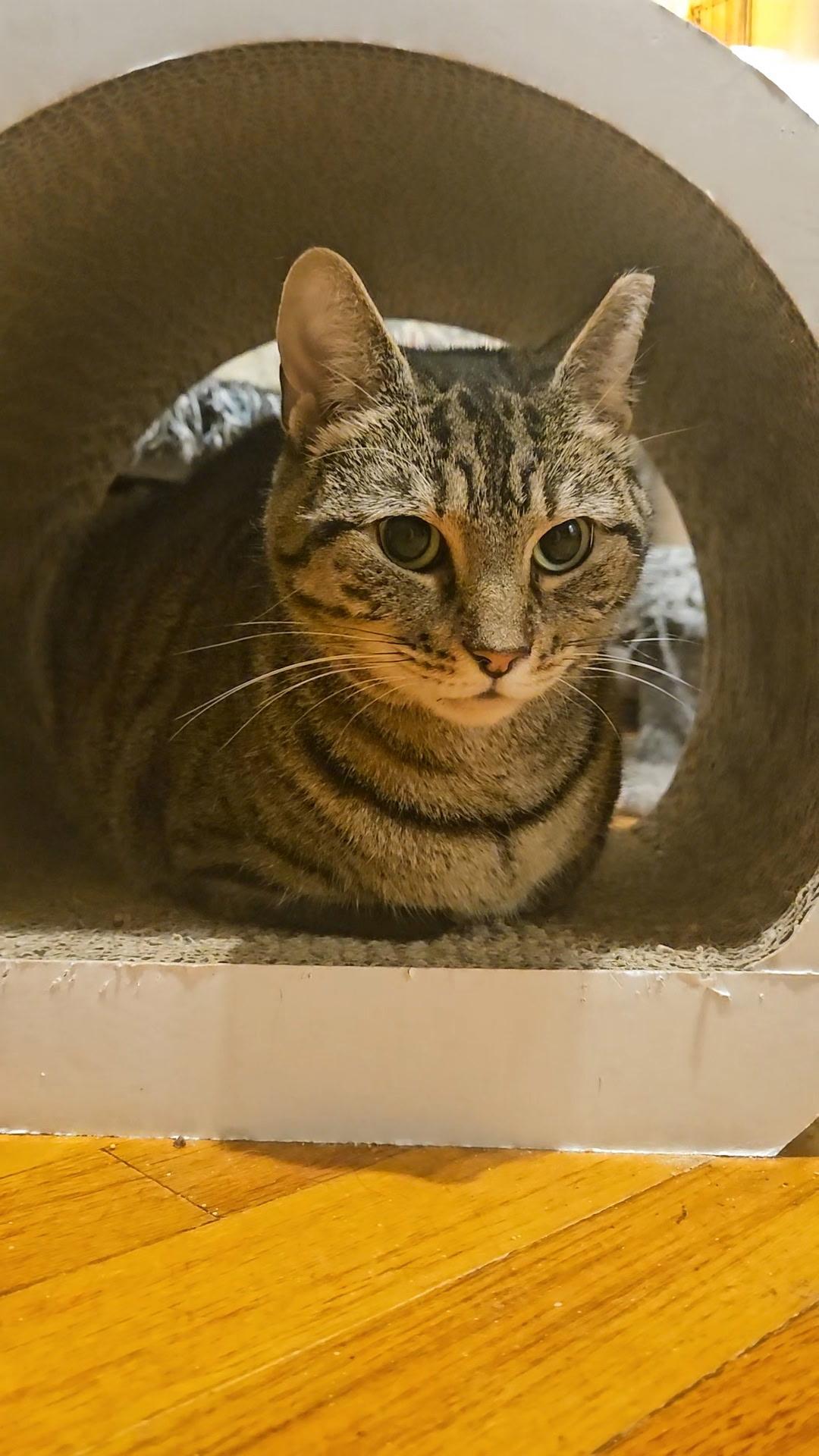 VIOLET N. - Sweet with a Sassy Spark, a Adoptable Domestic Short Hair in New York, NY image 3/4