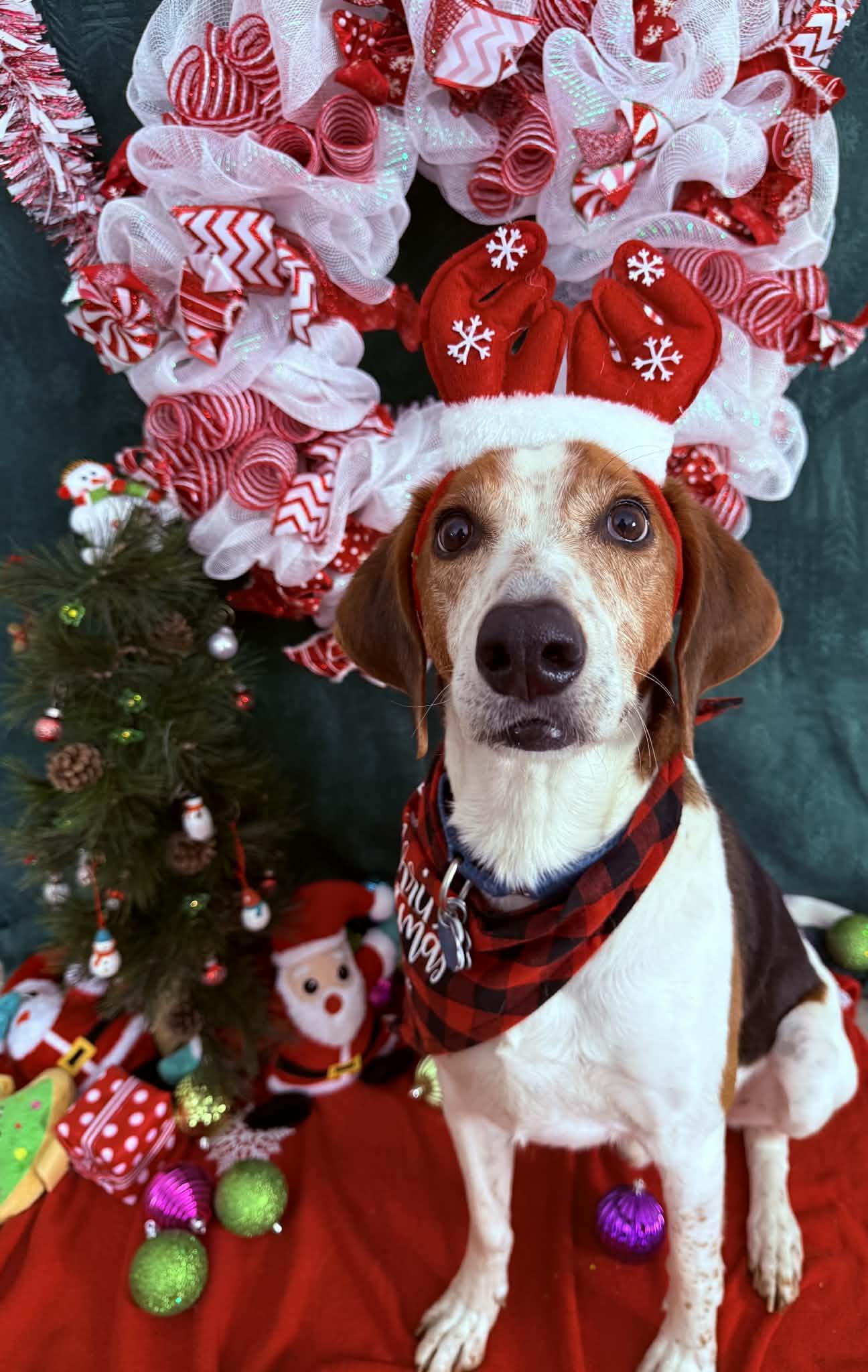 Enlarge Tucker, a Adoptable Hound in Quincy, MI image 1/5