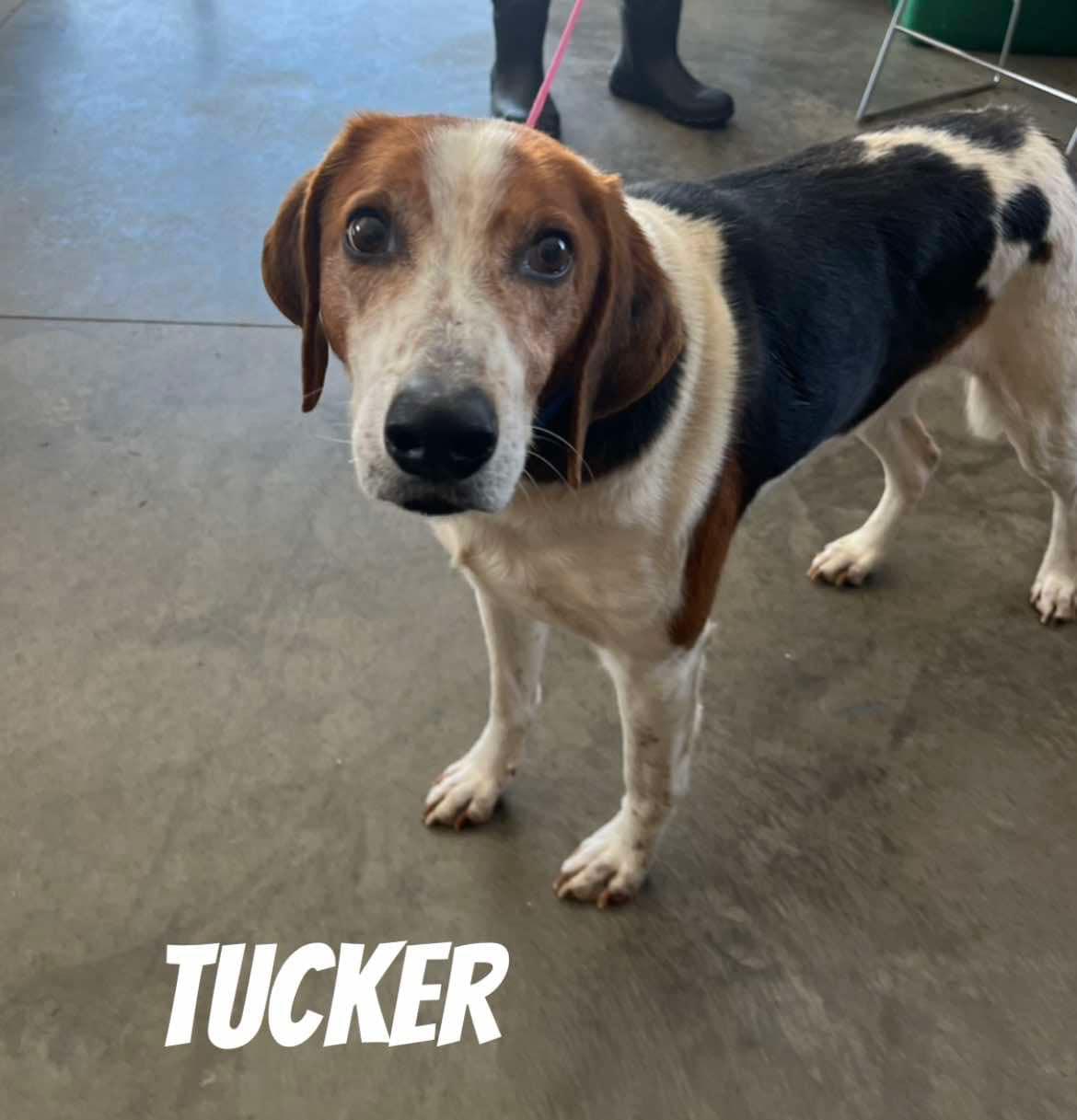 Enlarge Tucker, a Adoptable Hound in Quincy, MI image 5/5