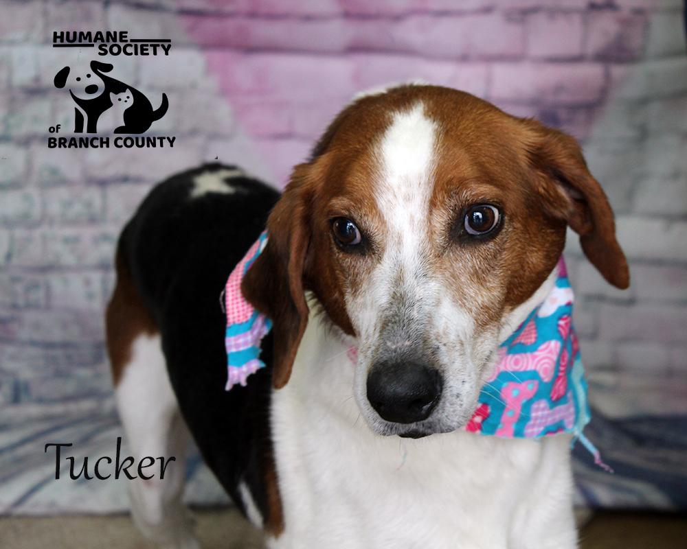 Tucker, Adoptable, Adult Male Hound.
