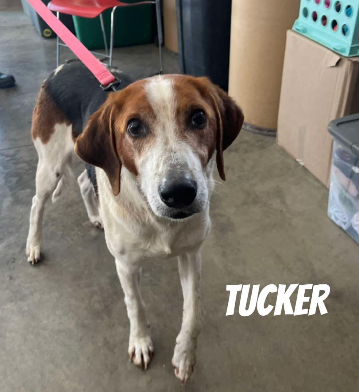 Enlarge Tucker, a Adoptable Hound in Quincy, MI image 3/5