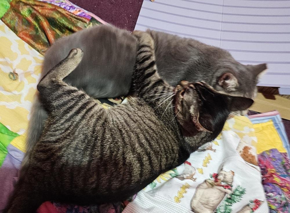 Mark Twain, Adoptable, Kitten Male Domestic Short Hair.