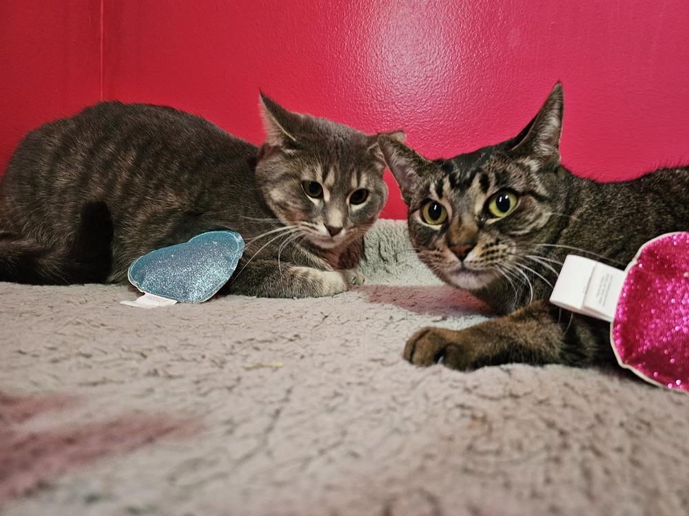 Enlarge Mark Twain, a Adoptable Domestic Short Hair in Clinton Township, MI image 2/6