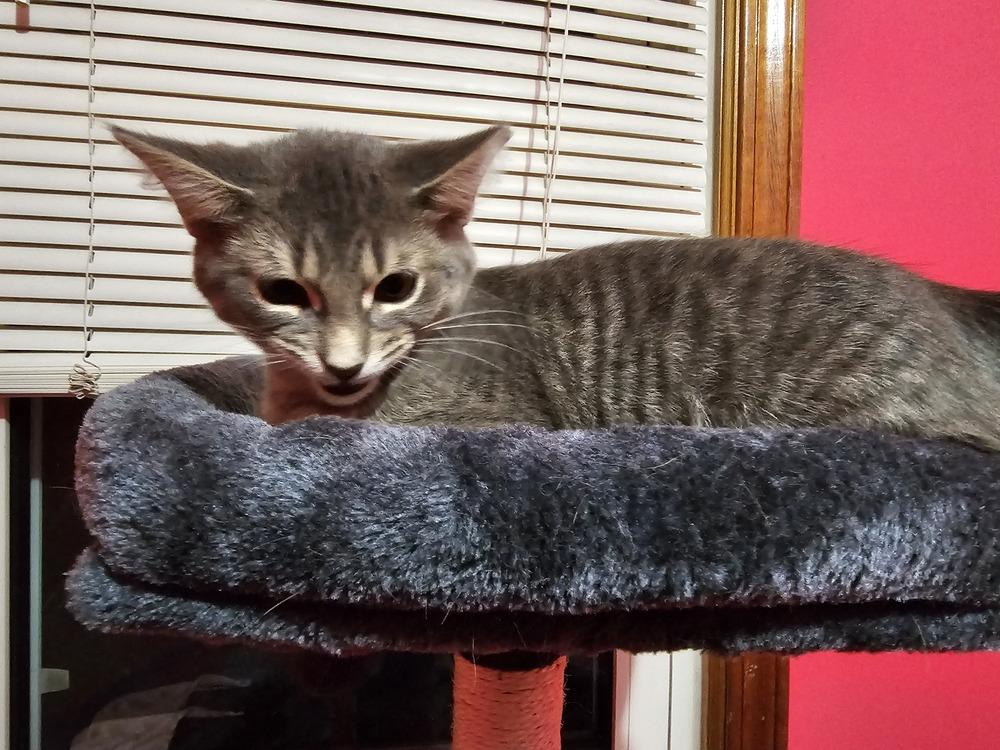 Mark Twain, a Adoptable Domestic Short Hair in Clinton Township, MI image 3/5