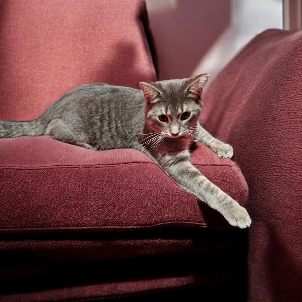 Enlarge Mark Twain, a Adoptable Domestic Short Hair in Clinton Township, MI image 4/6