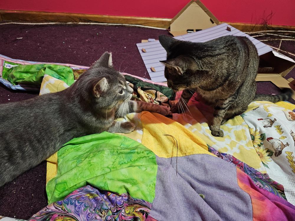 Enlarge Mark Twain, a Adoptable Domestic Short Hair in Clinton Township, MI image 5/6