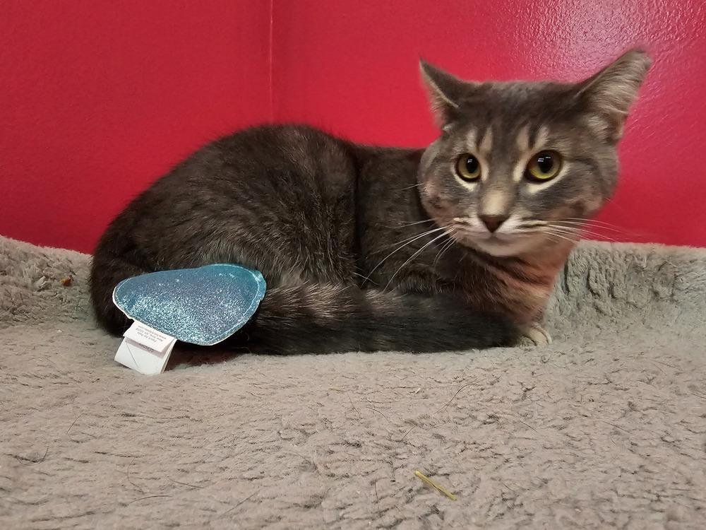 Enlarge Mark Twain, a Adoptable Domestic Short Hair in Clinton Township, MI image 6/6