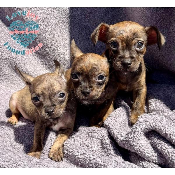 Valentine Litter, adopted, Puppy Male Chorkie.