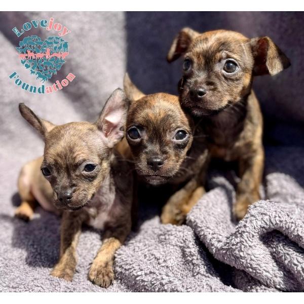 Enlarge Valentine Litter, an adopted Chorkie in Inglewood, CA image 2/2