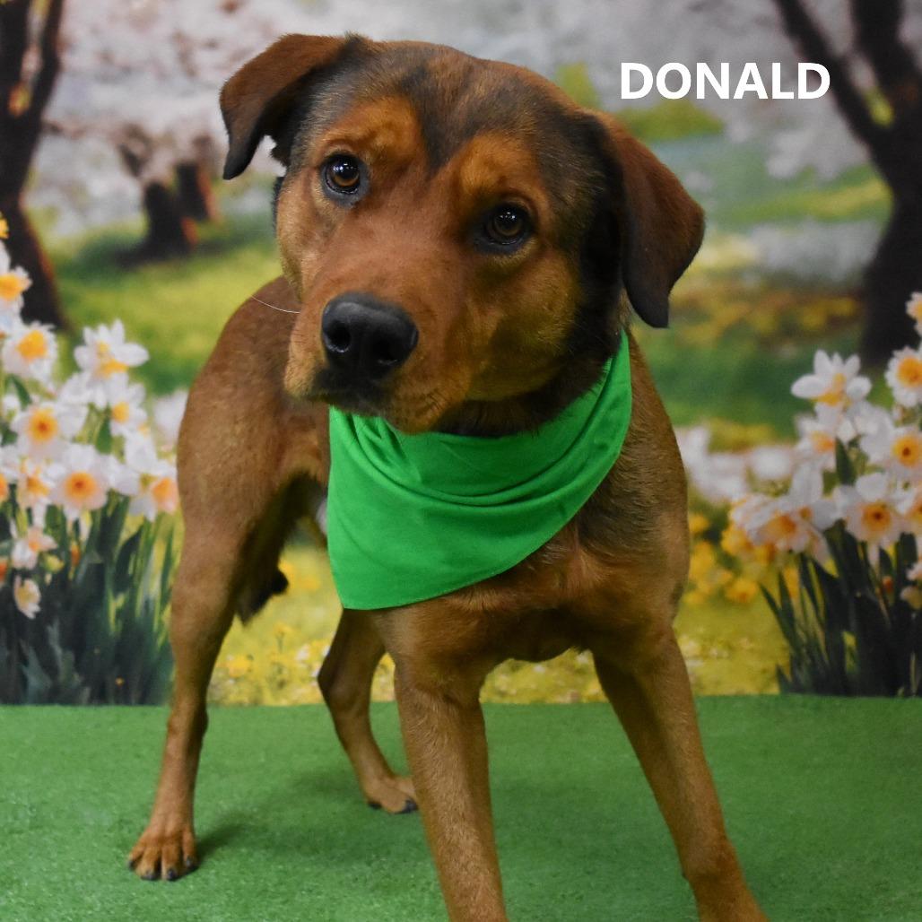 Donald, Adoptable, Adult Male Rhodesian Ridgeback & American Staffordshire Terrier.
