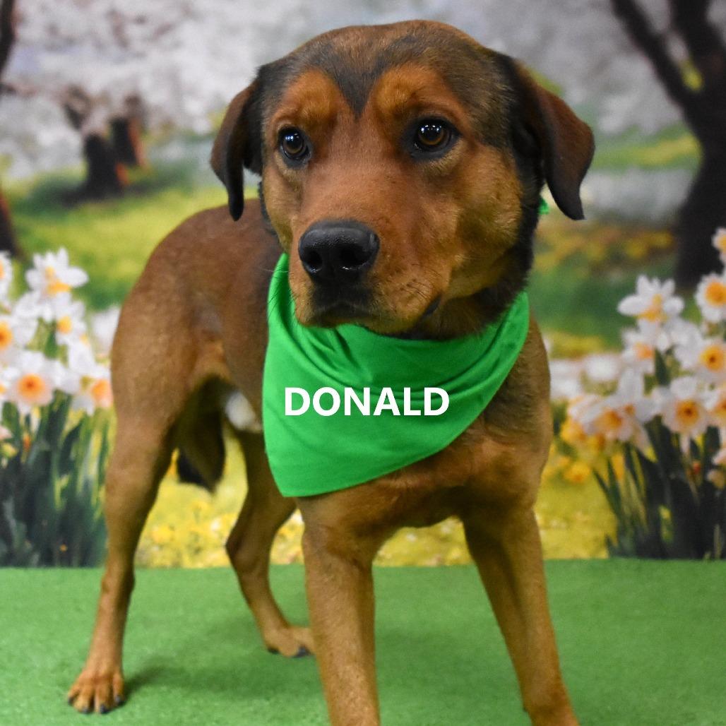 Enlarge Donald, a Adoptable mixed breed in Yuma, AZ image 2/3