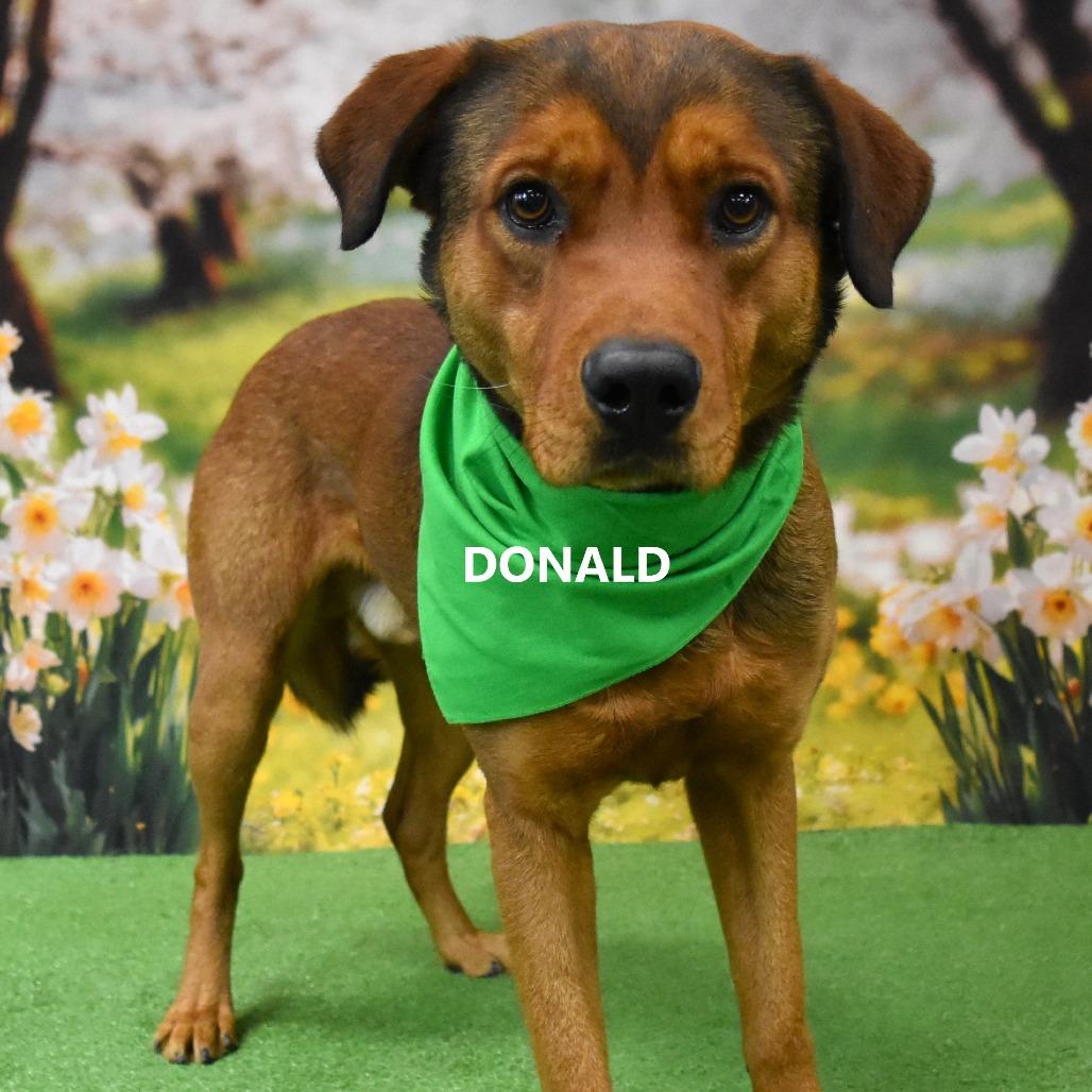 Enlarge Donald, a Adoptable mixed breed in Yuma, AZ image 3/3