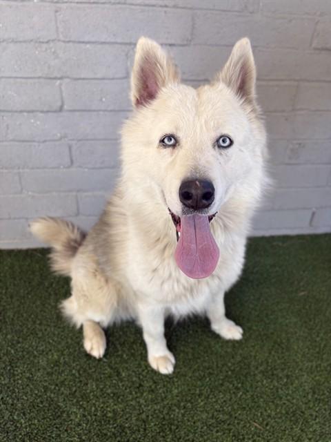 CLYDE, Adoptable, Adult Male Husky.