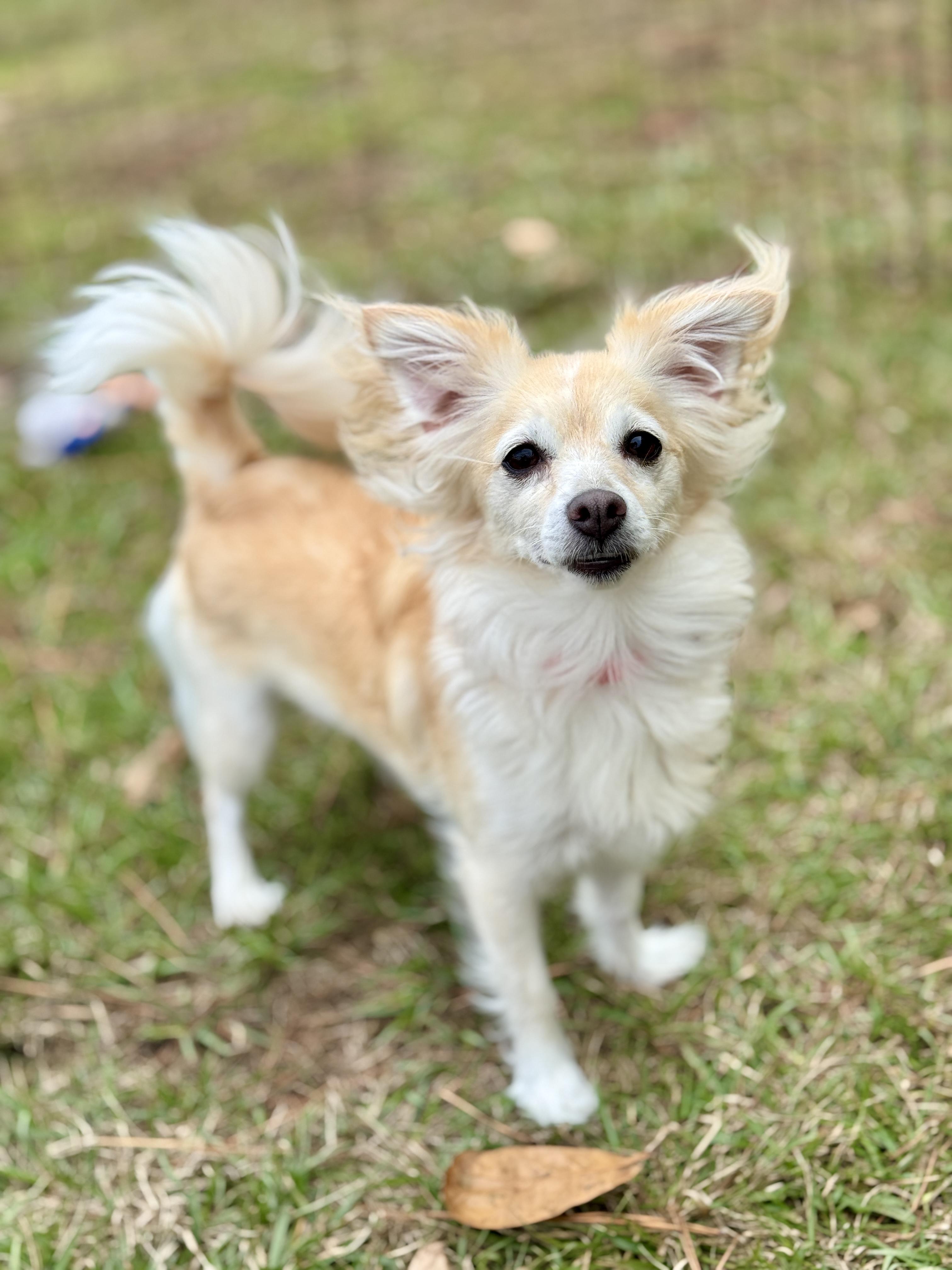 Enlarge Whitney, an adopted mixed breed in Waterbury, CT image 1/6