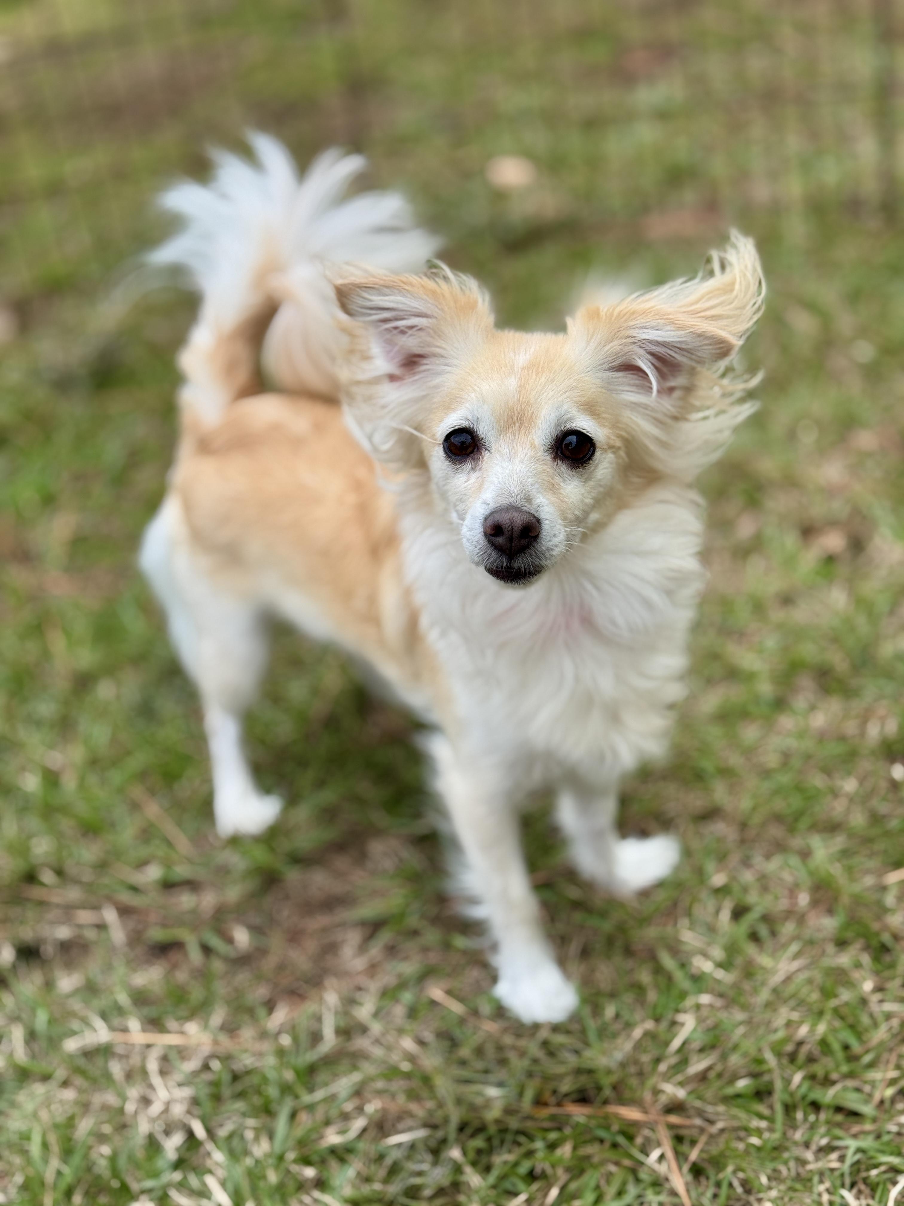 Enlarge Whitney, an adopted mixed breed in Waterbury, CT image 4/6