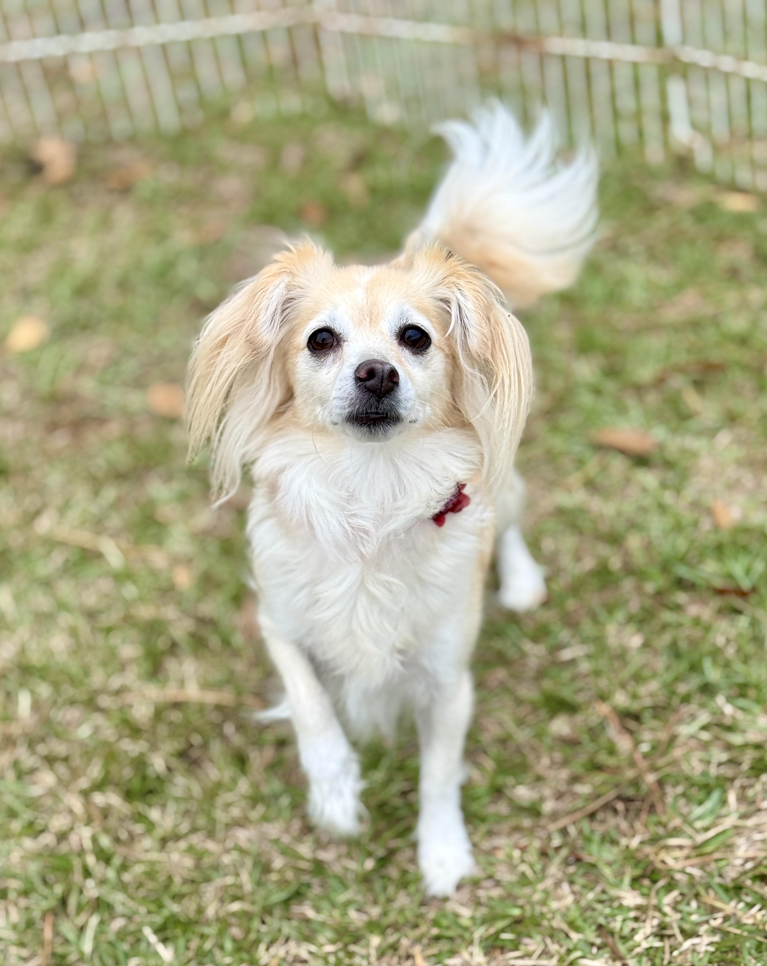 Enlarge Whitney, an adopted mixed breed in Waterbury, CT image 2/6