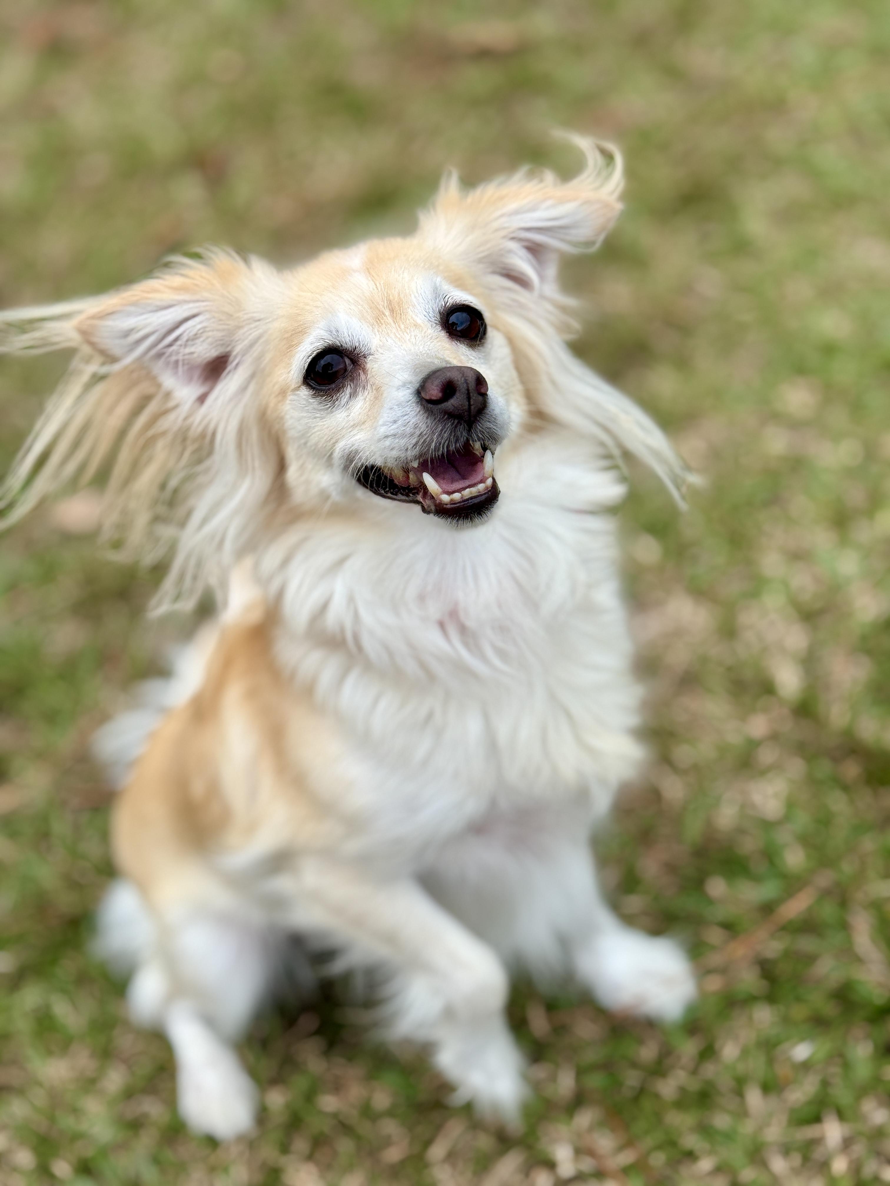 Enlarge Whitney, an adopted mixed breed in Waterbury, CT image 6/6