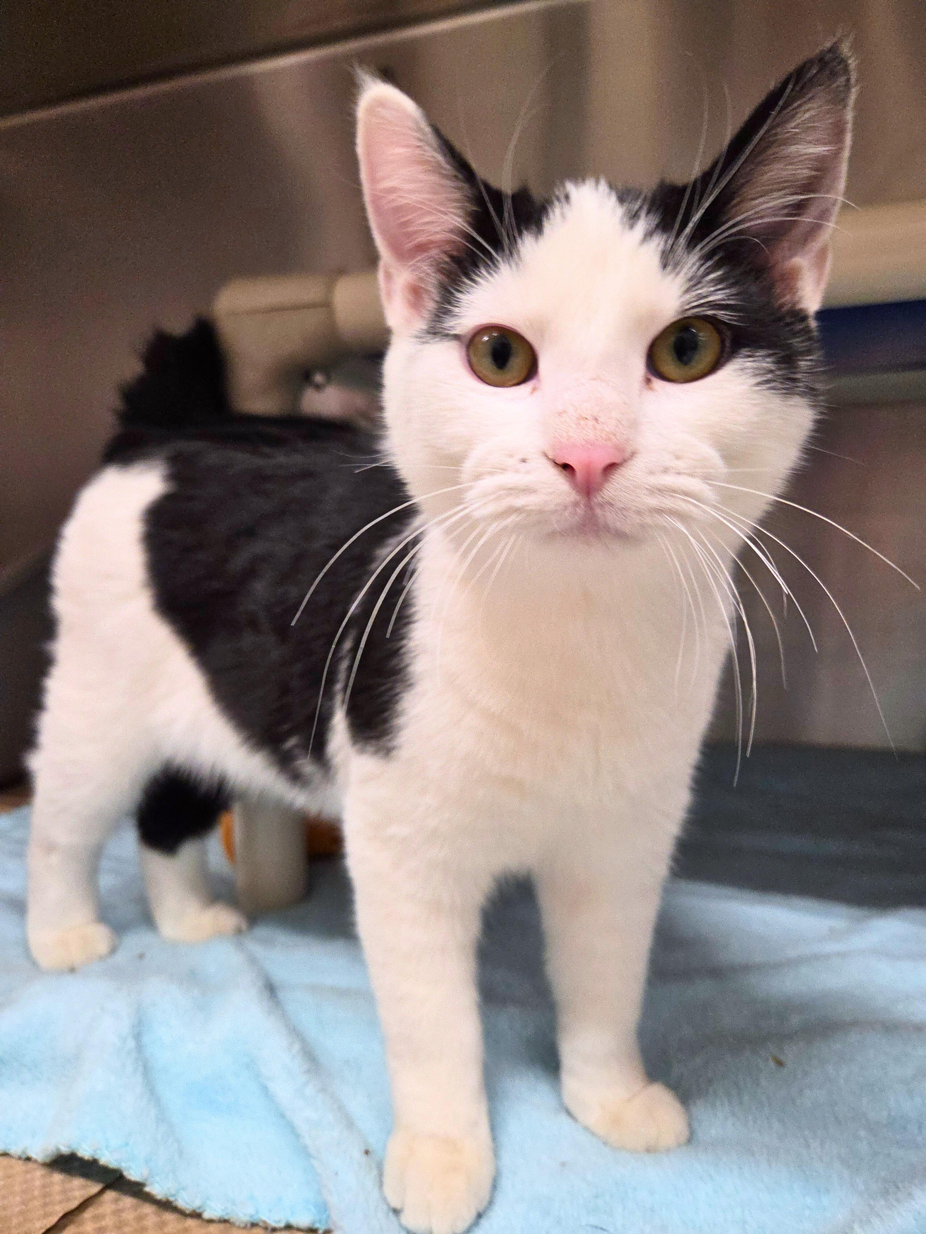 Enlarge Hankie T Doolin, a Adoptable Domestic Short Hair in Nevada, IA image 5/5