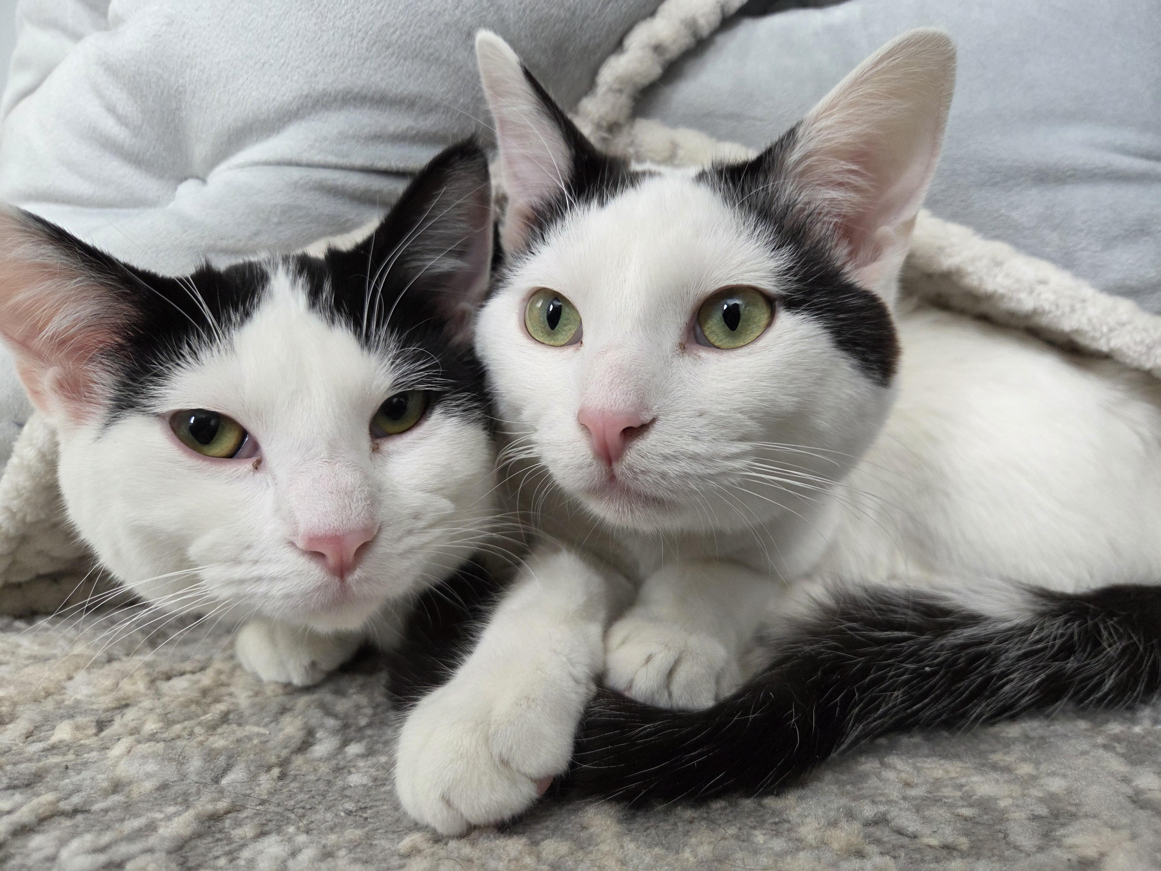 Enlarge Hankie T Doolin, a Adoptable Domestic Short Hair in Nevada, IA image 2/5