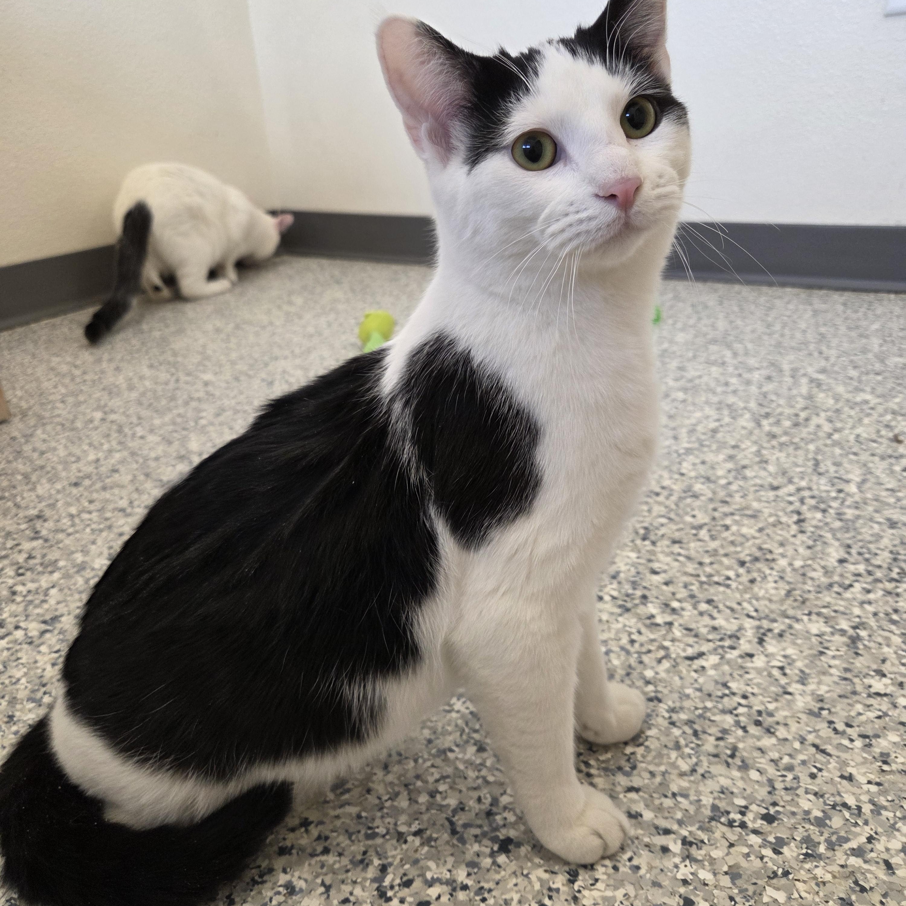 Enlarge Hankie T Doolin, a Adoptable Domestic Short Hair in Nevada, IA image 3/5