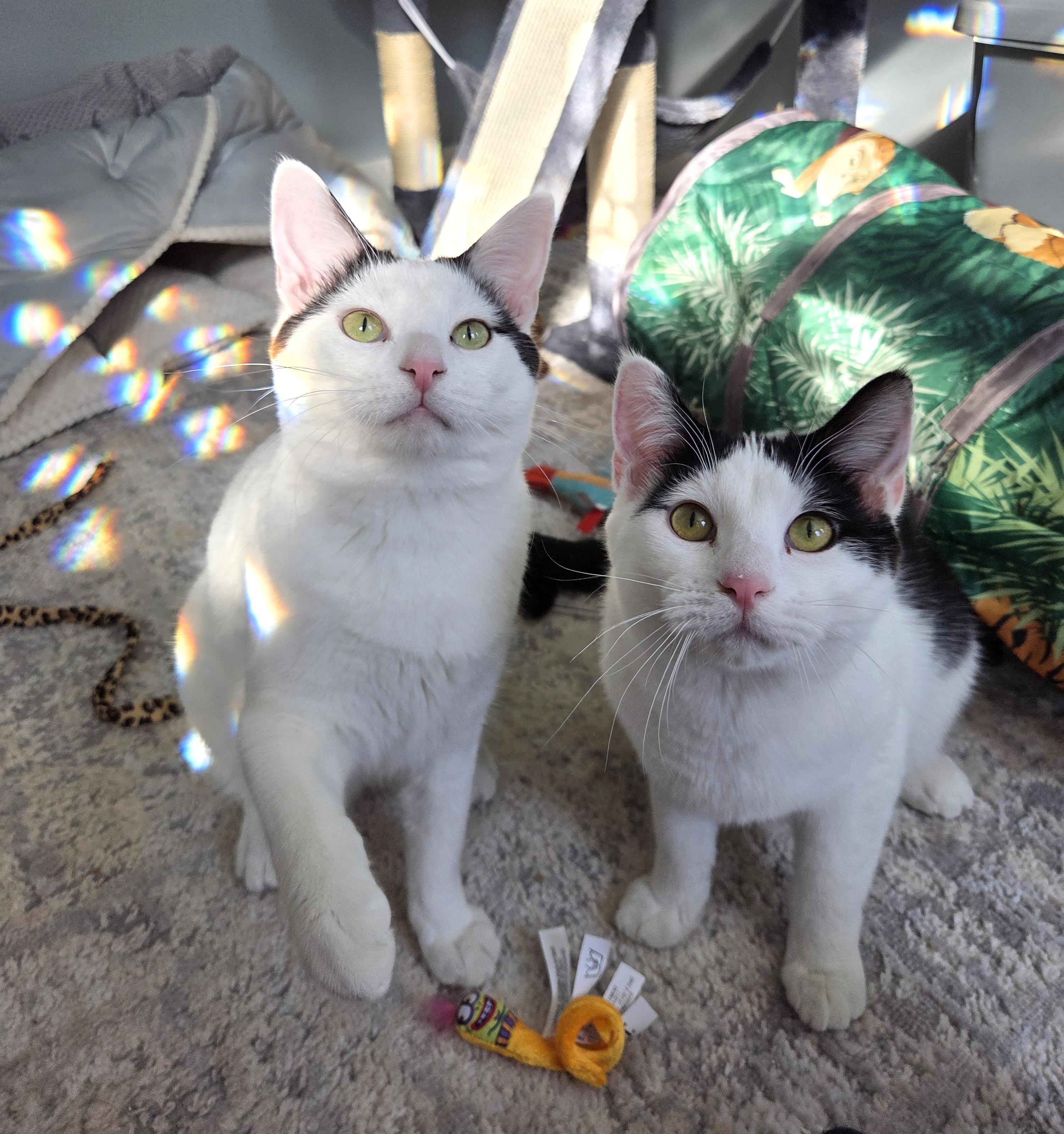 Enlarge Hankie T Doolin, a Adoptable Domestic Short Hair in Nevada, IA image 4/5