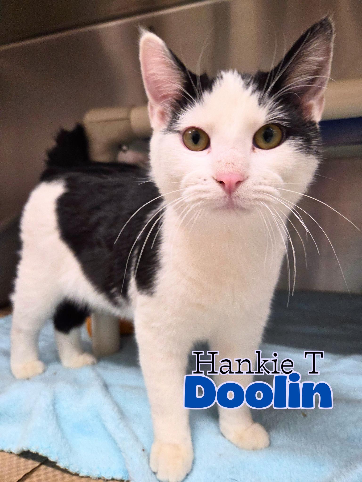 Hankie T Doolin, Adoptable, Kitten Male Domestic Short Hair.