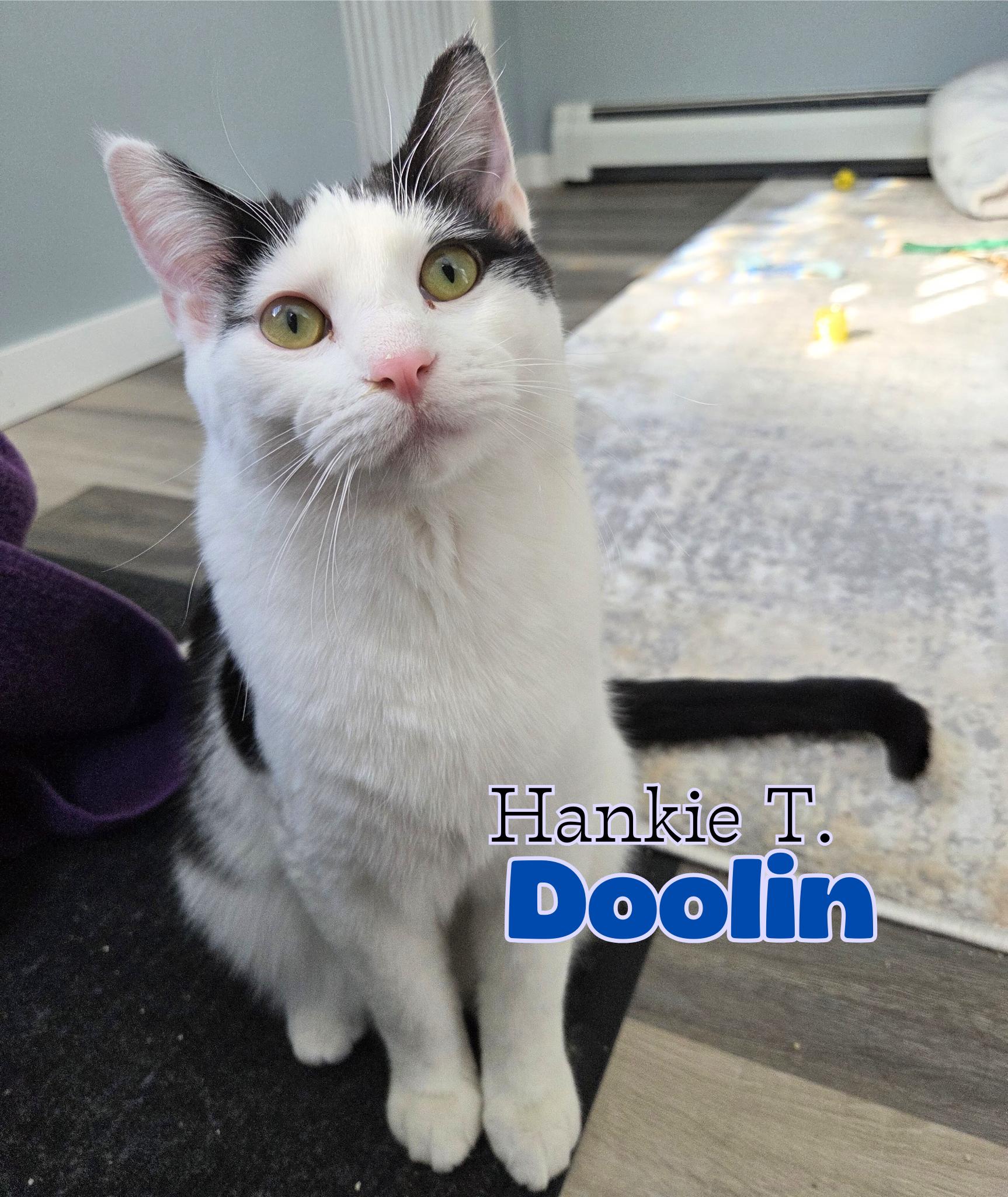 Enlarge Hankie T Doolin, a Adoptable Domestic Short Hair in Nevada, IA image 1/5