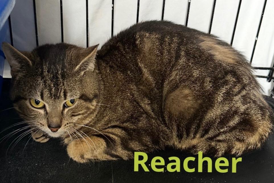 Enlarge REACHER, a Adoptable mixed breed in Muskegon, MI image 2/6