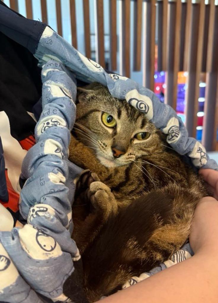 REACHER, Adoptable, Young Male Domestic Short Hair.