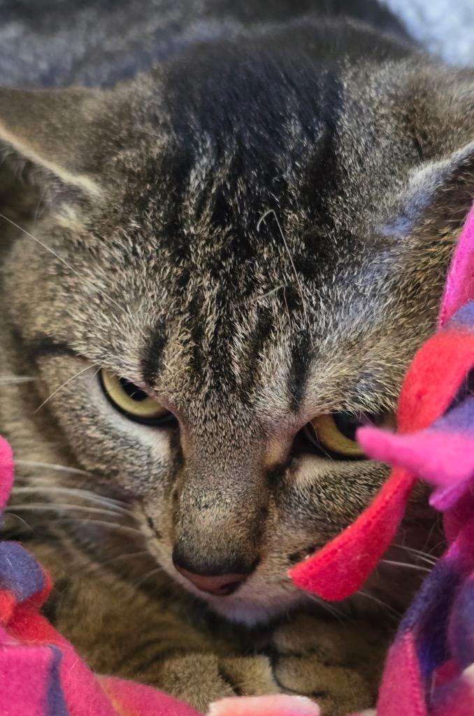 Enlarge REACHER, a Adoptable mixed breed in Muskegon, MI image 3/6