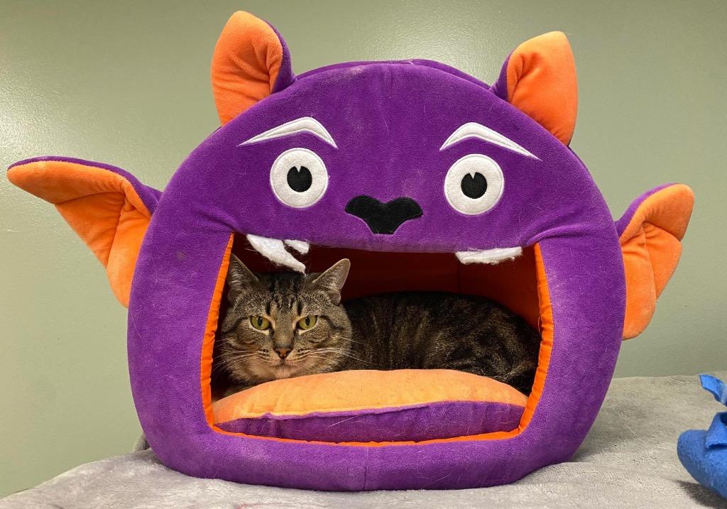 REACHER, a Adoptable mixed breed in Muskegon, MI image 4/6