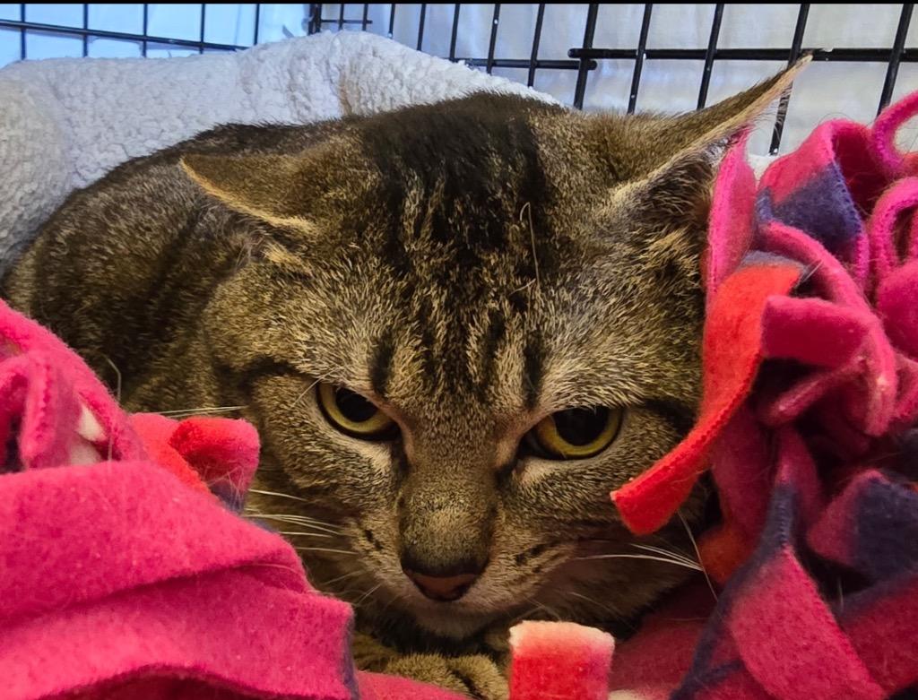 Enlarge REACHER, a Adoptable mixed breed in Muskegon, MI image 5/6