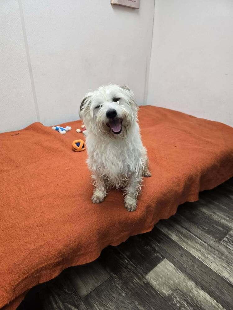 Rocky 2.0 — thumbnail 4