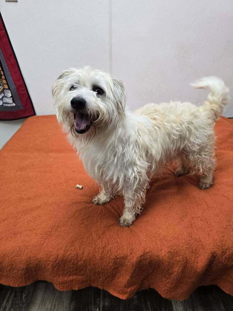 Rocky 2.0 — thumbnail 5