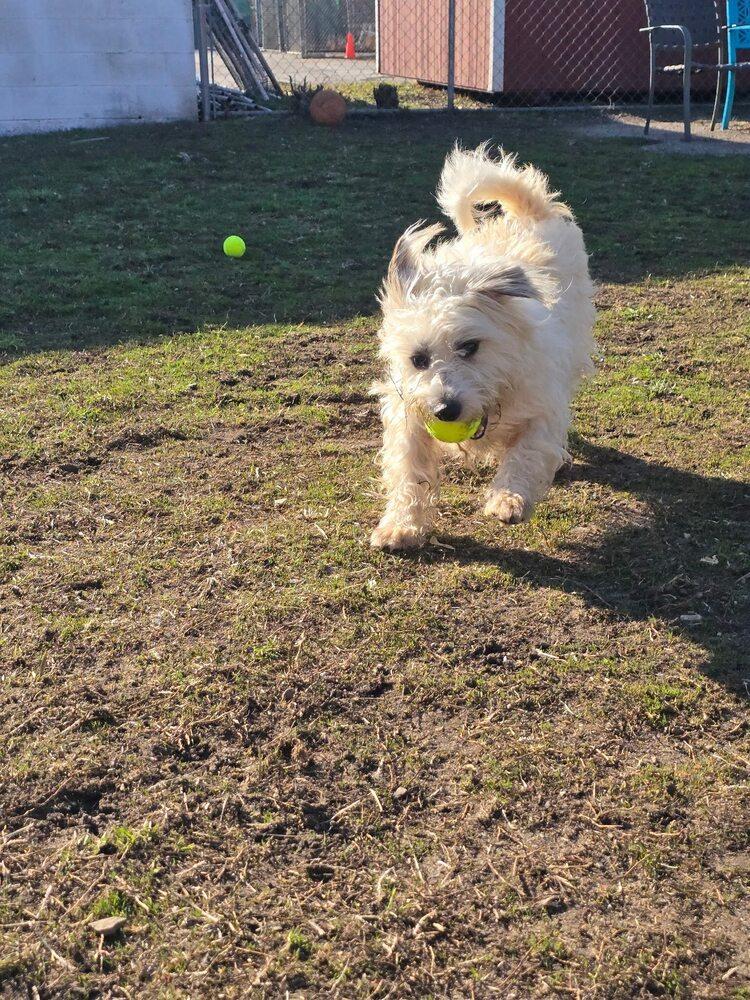 Rocky 2.0 — thumbnail 6