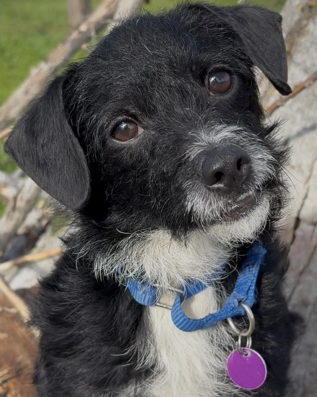 Speckles, adopted, Young Male Wirehaired Terrier.