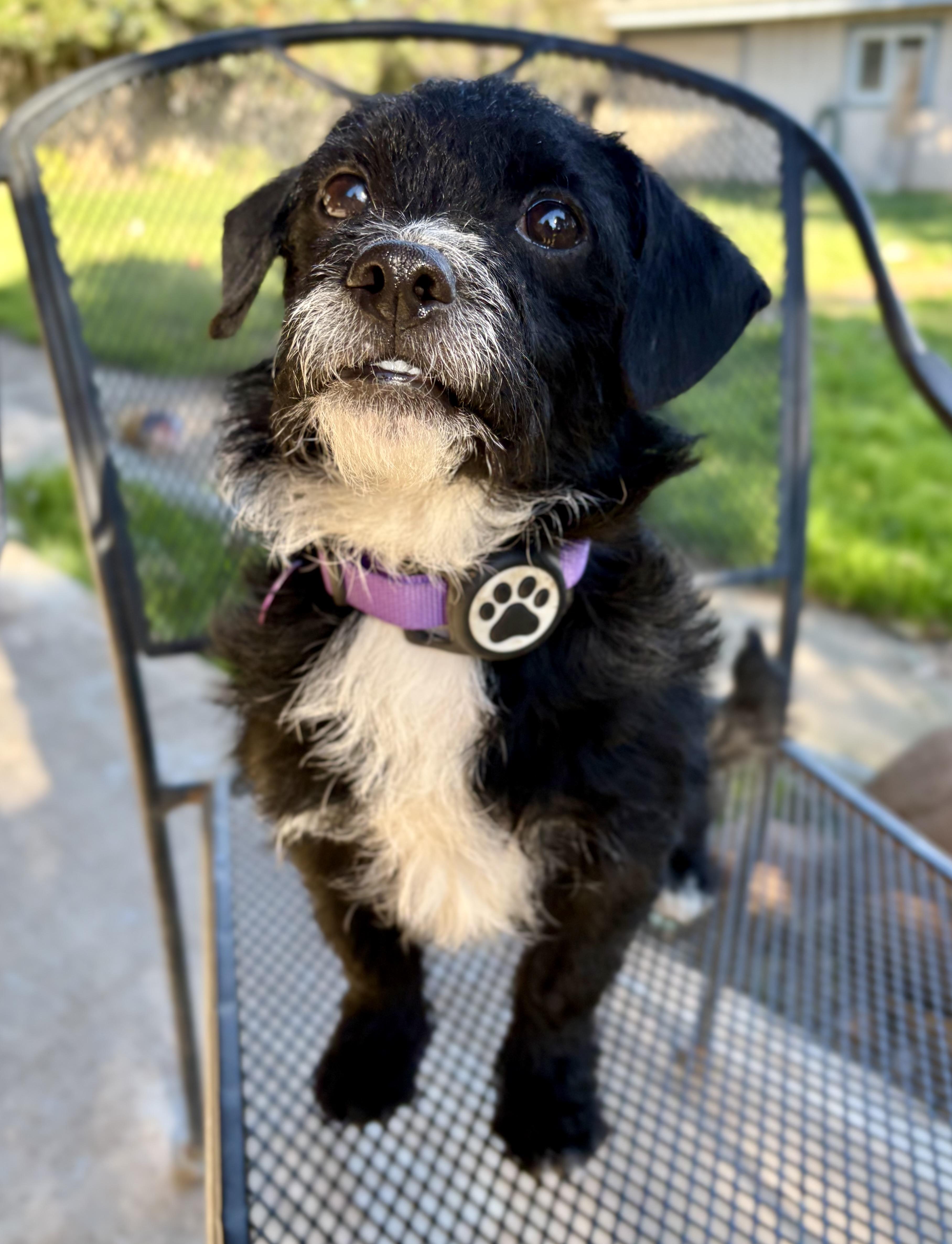 Enlarge Speckles, an adopted mixed breed in Red Bluff, CA image 2/4