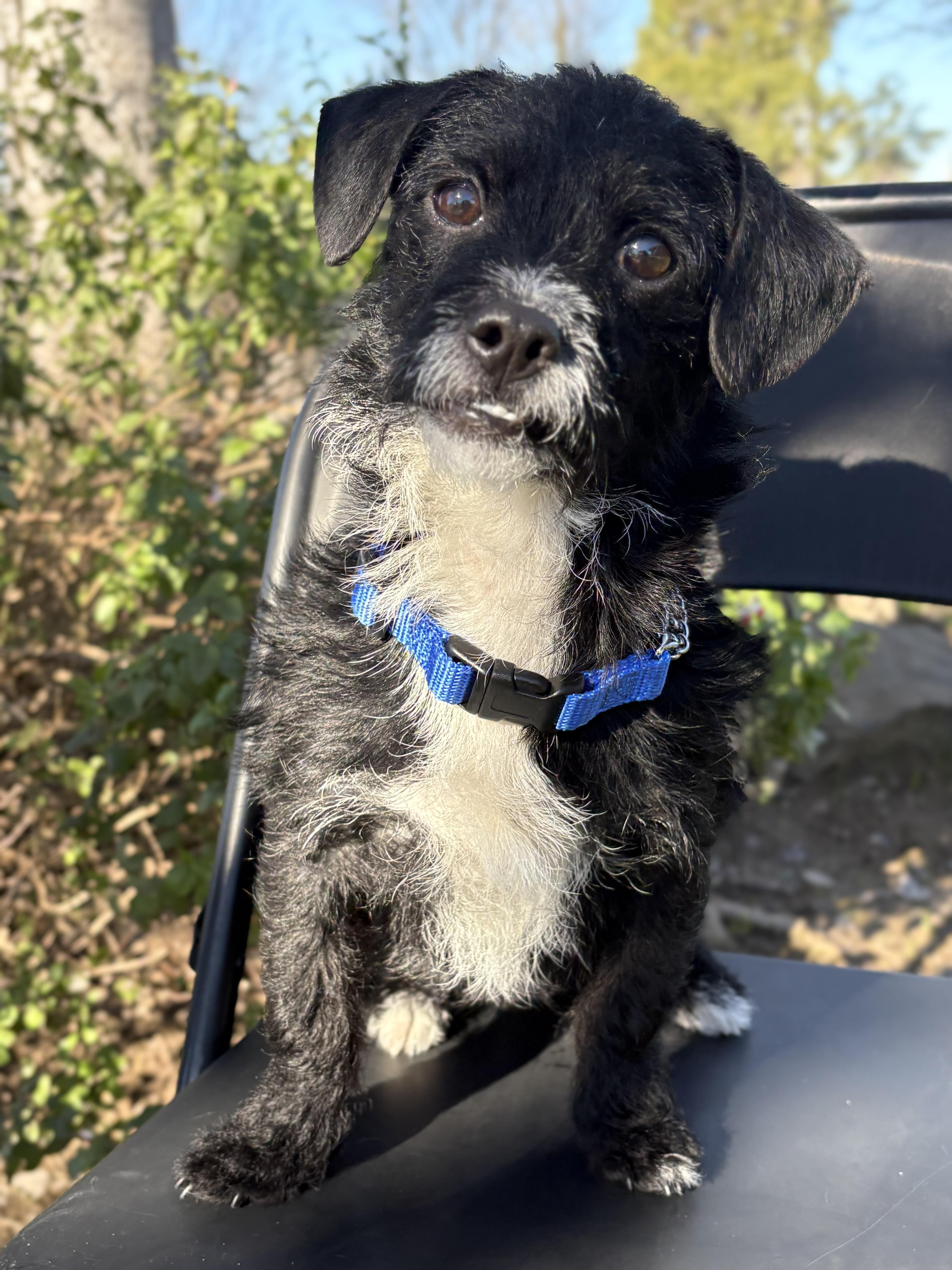 Enlarge Speckles, an adopted mixed breed in Red Bluff, CA image 3/4