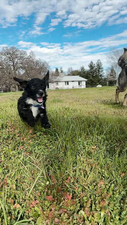 Enlarge Speckles, an adopted mixed breed in Red Bluff, CA video 4/4