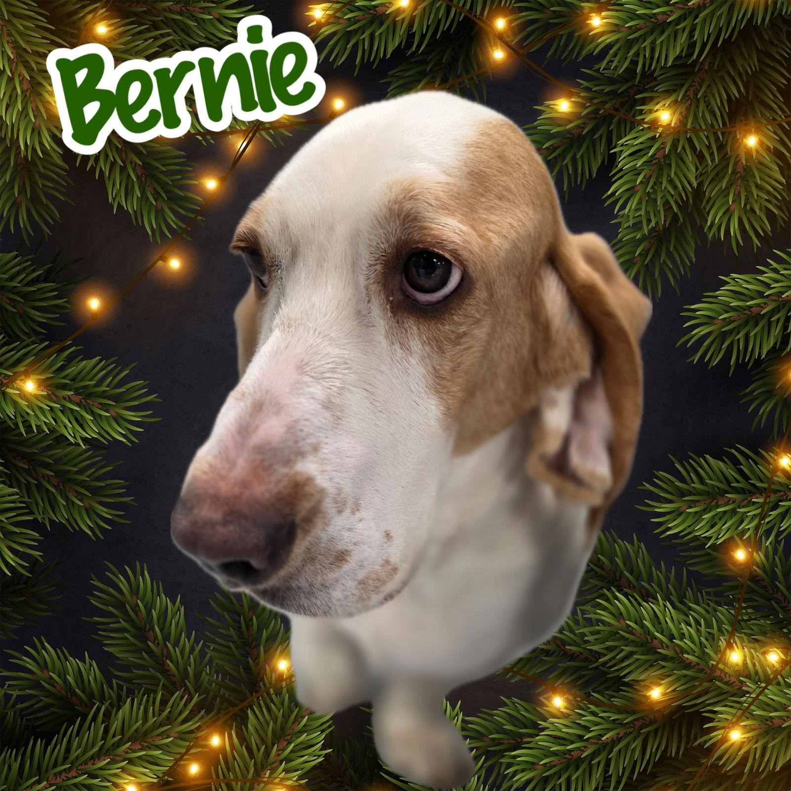 Enlarge Bernie, a Adoptable Basset Hound in Brookville, OH image 1/3