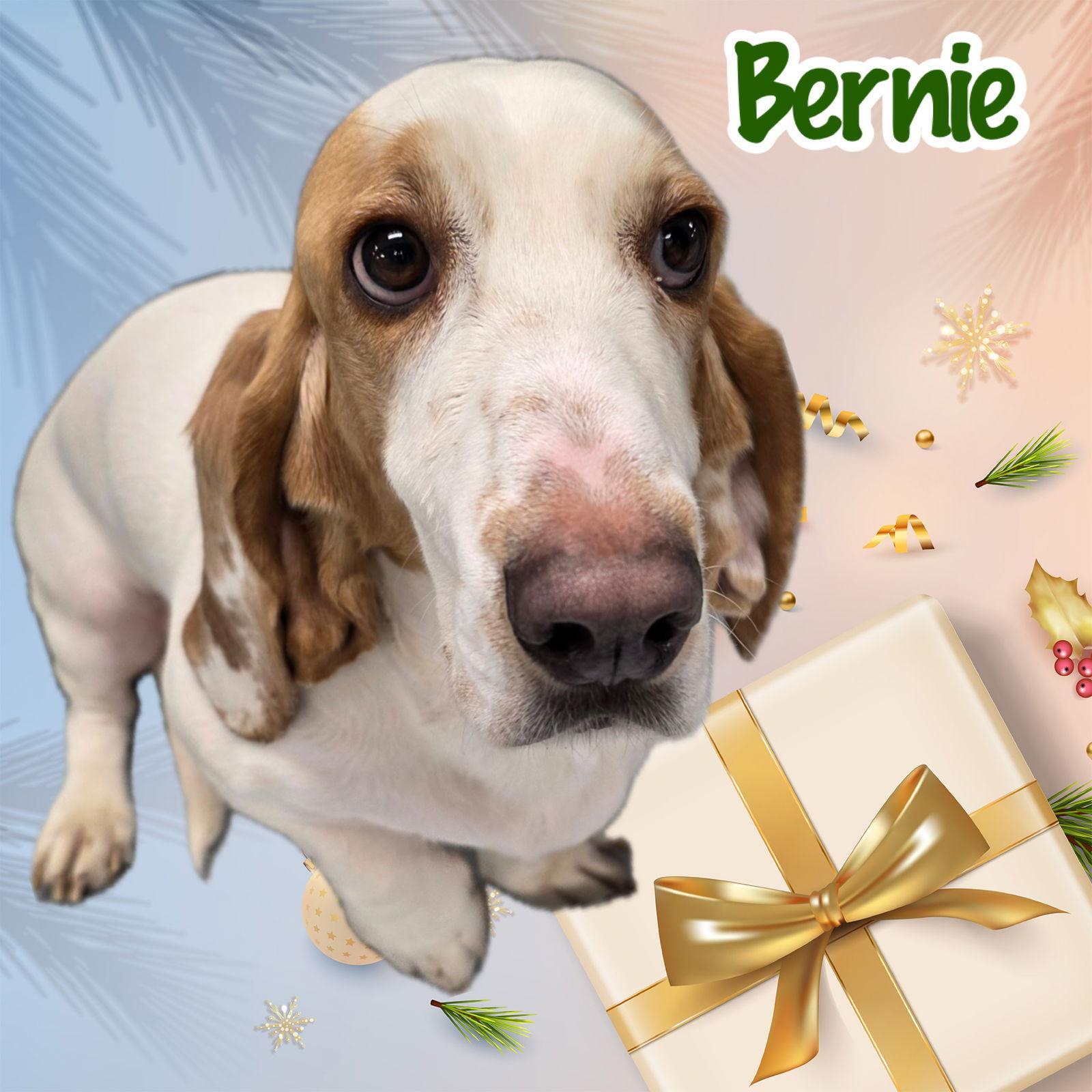 Enlarge Bernie, a Adoptable Basset Hound in Brookville, OH image 2/3