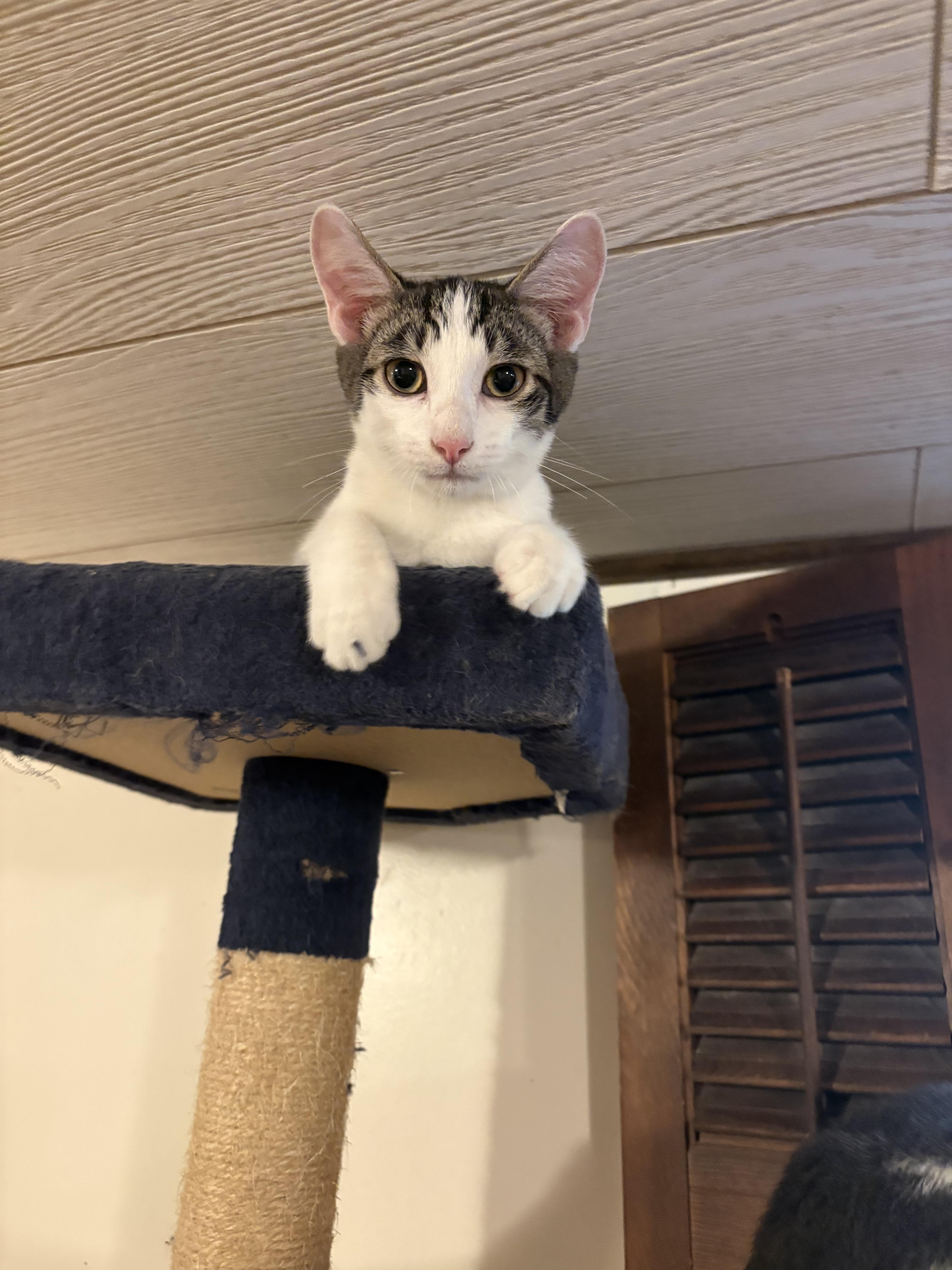 Enlarge Max, a ADOPTABLE Domestic Short Hair in Rochester, NY image 2/2
